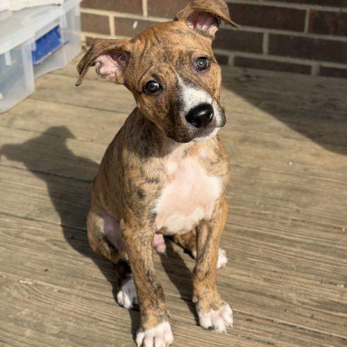Bobby, Adoptable, Puppy Male Boxer & Mixed Breed.