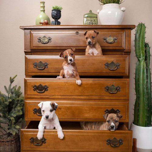 Bobby, Adoptable, Puppy Male Mixed Breed.