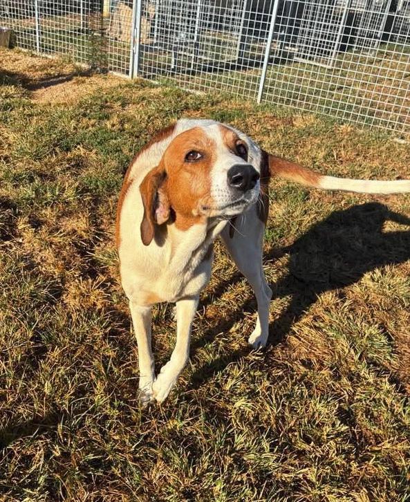 Enlarge Laurel, a Adoptable Coonhound in Munfordville, KY image 2/2