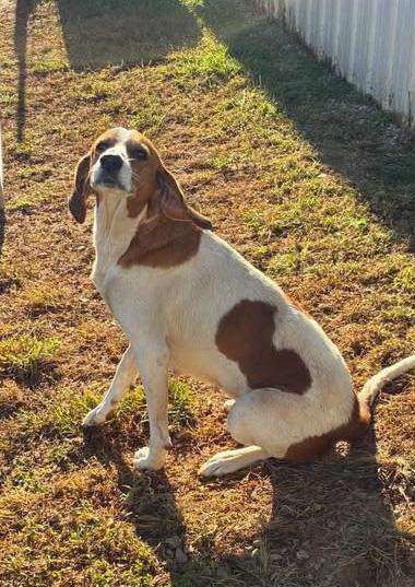 Enlarge Laurel, a Adoptable Coonhound in Munfordville, KY image 1/2