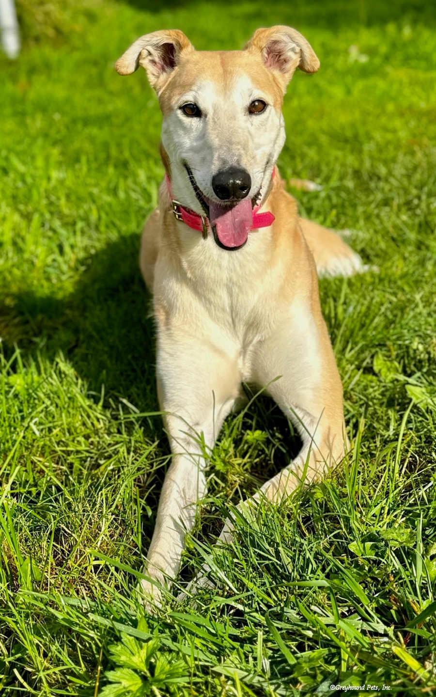 Pandora-Confident, Low-key & Independent beauty!, ADOPTABLE, Adult Female Irish Wolfhound & Greyhound.