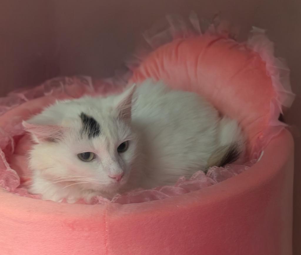 Enlarge Fancy, a Adoptable mixed breed in Fort Myers, FL image 1/3