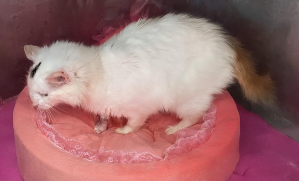 Enlarge Fancy, a Adoptable mixed breed in Fort Myers, FL image 2/3