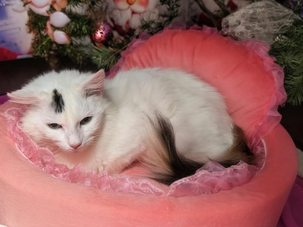 Enlarge Fancy, a Adoptable mixed breed in Fort Myers, FL image 3/3