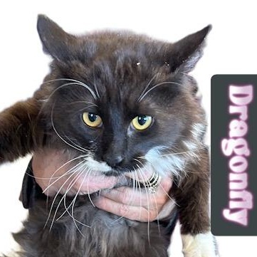 Enlarge Dragonfly, a ADOPTABLE Domestic Medium Hair in Klamath Falls, OR image 1/1