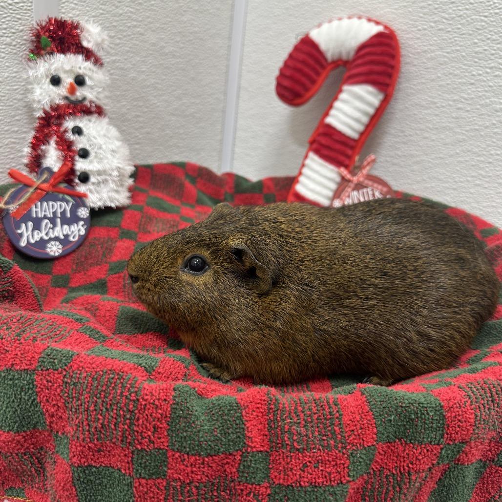 Capy, a Adoptable Guinea Pig in Albuquerque, NM image 2/3
