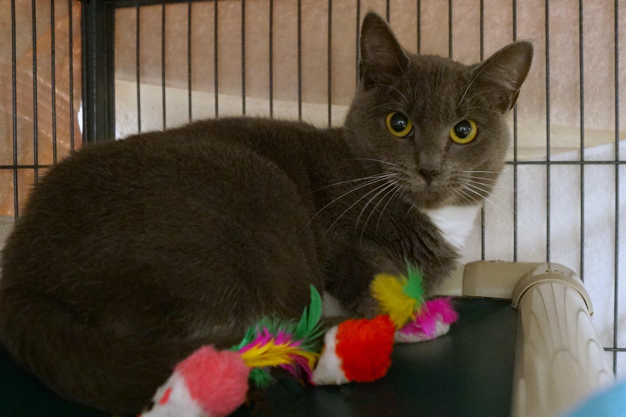 Enlarge Estrella, a Adoptable Domestic Short Hair in New Milford, CT image 3/6