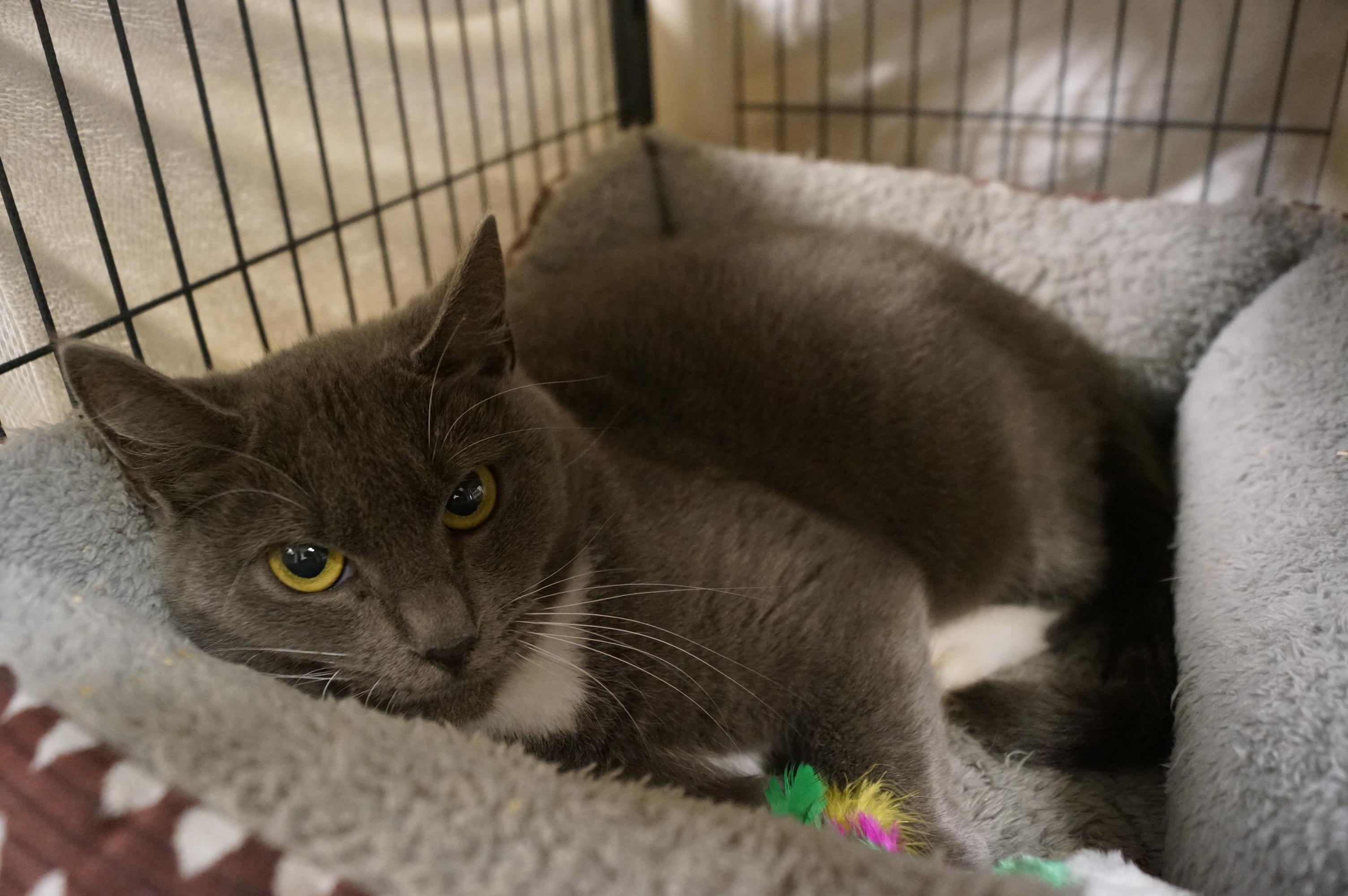 Enlarge Estrella, a Adoptable Domestic Short Hair in New Milford, CT image 5/6