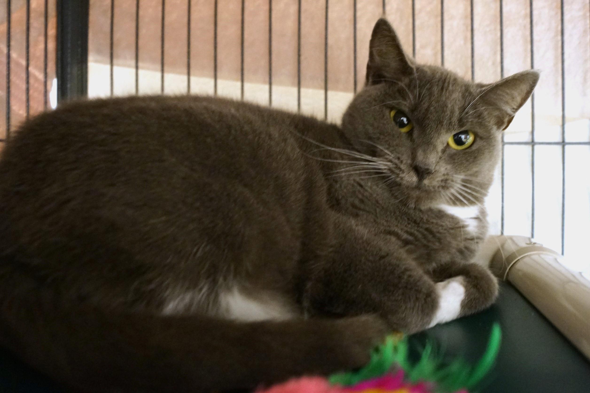 Enlarge Estrella, a Adoptable Domestic Short Hair in New Milford, CT image 1/6