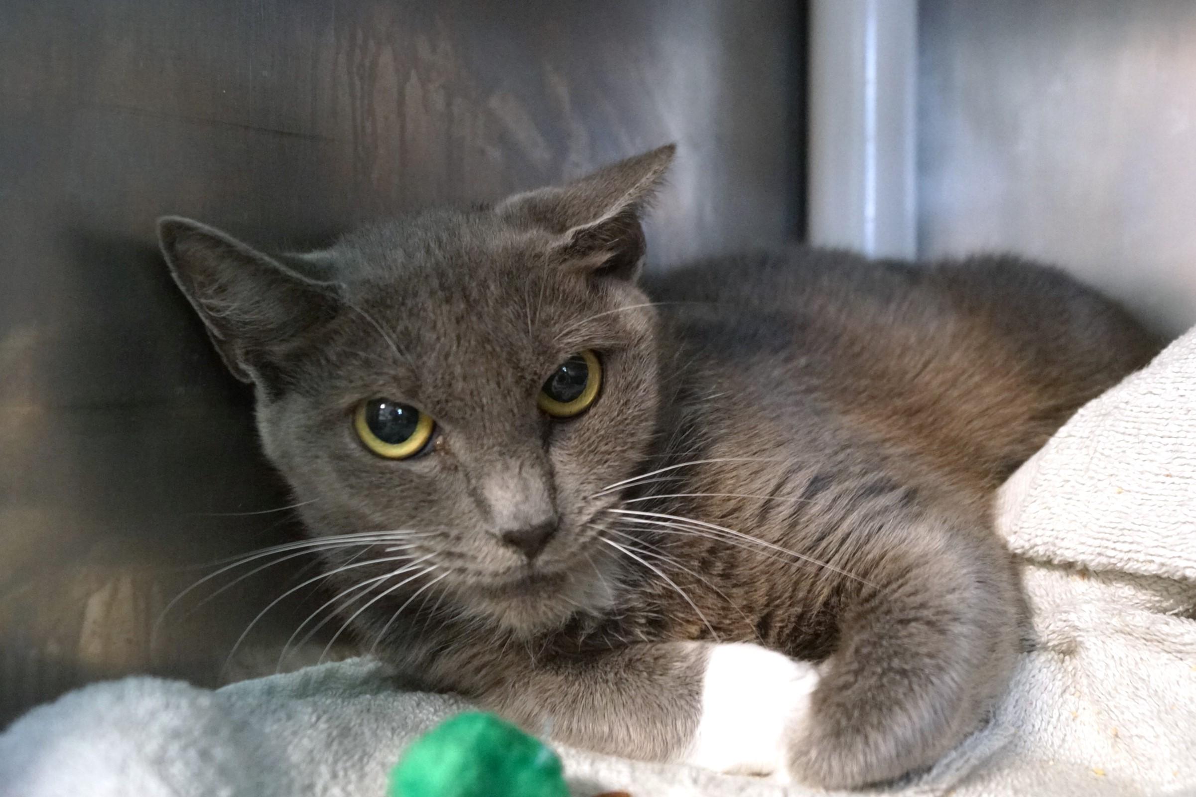 Enlarge Estrella, a Adoptable Domestic Short Hair in New Milford, CT image 4/6