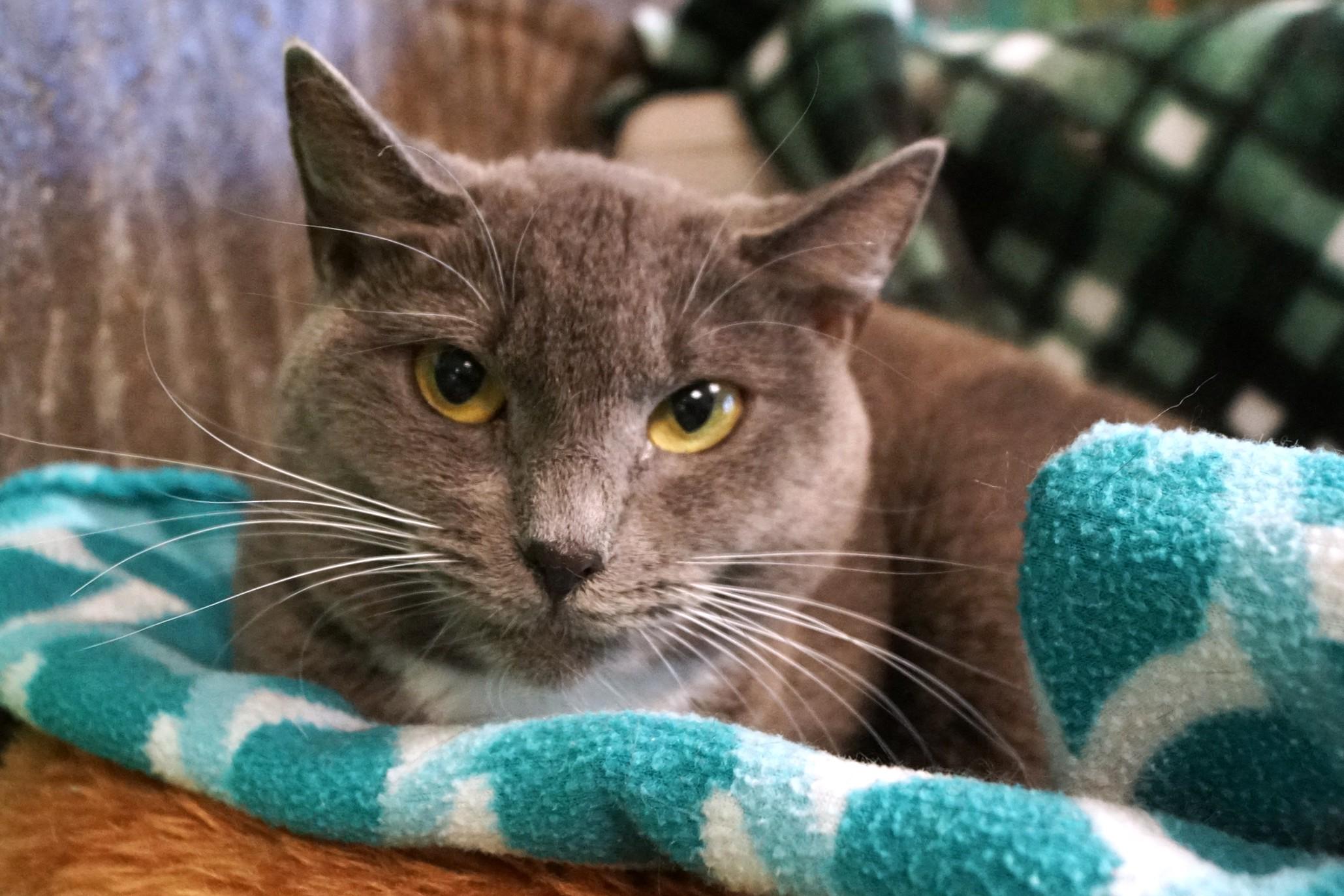 Estrella, Adoptable, Adult Female Domestic Short Hair.