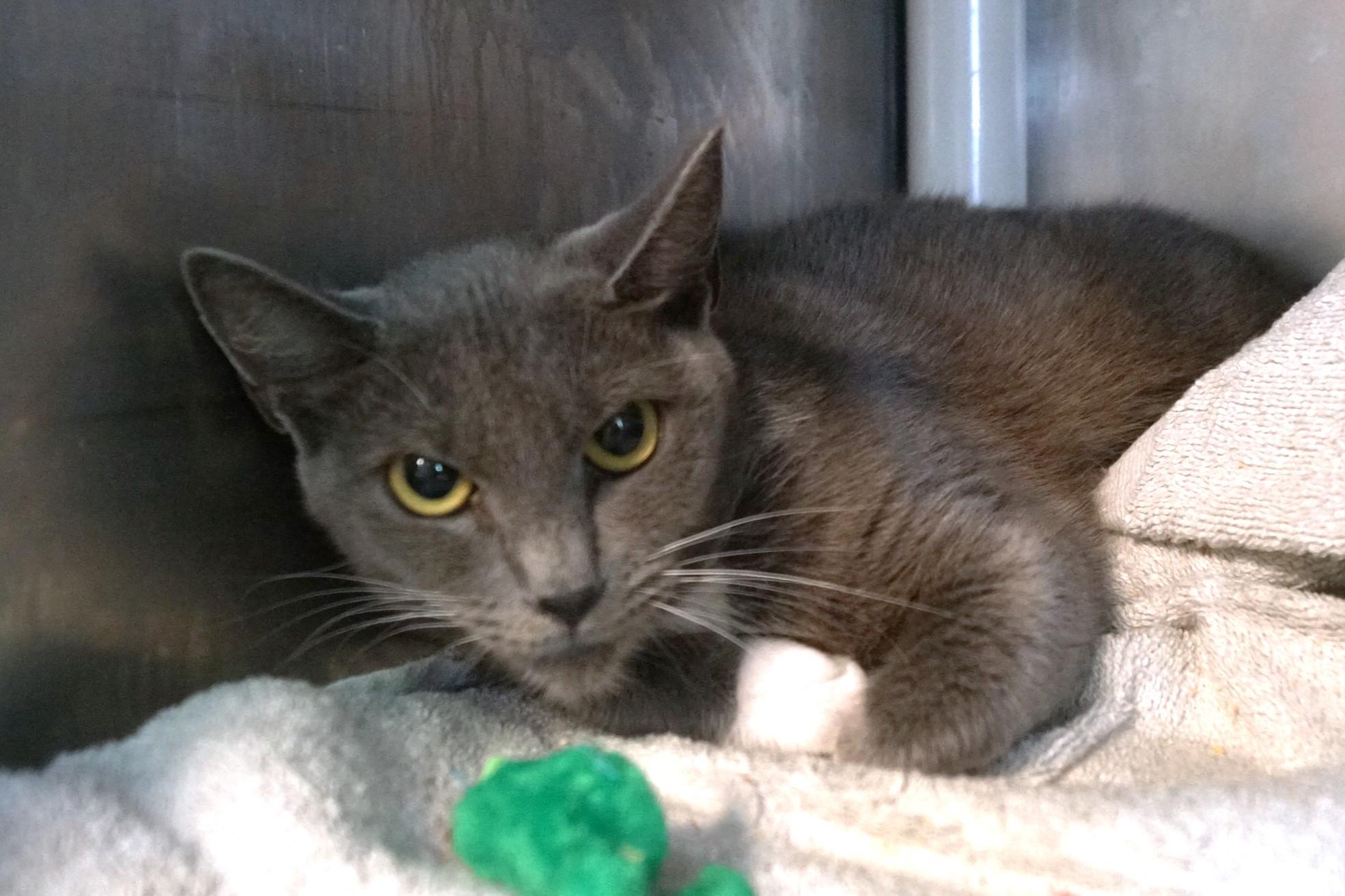 Enlarge Estrella, a Adoptable Domestic Short Hair in New Milford, CT image 6/6