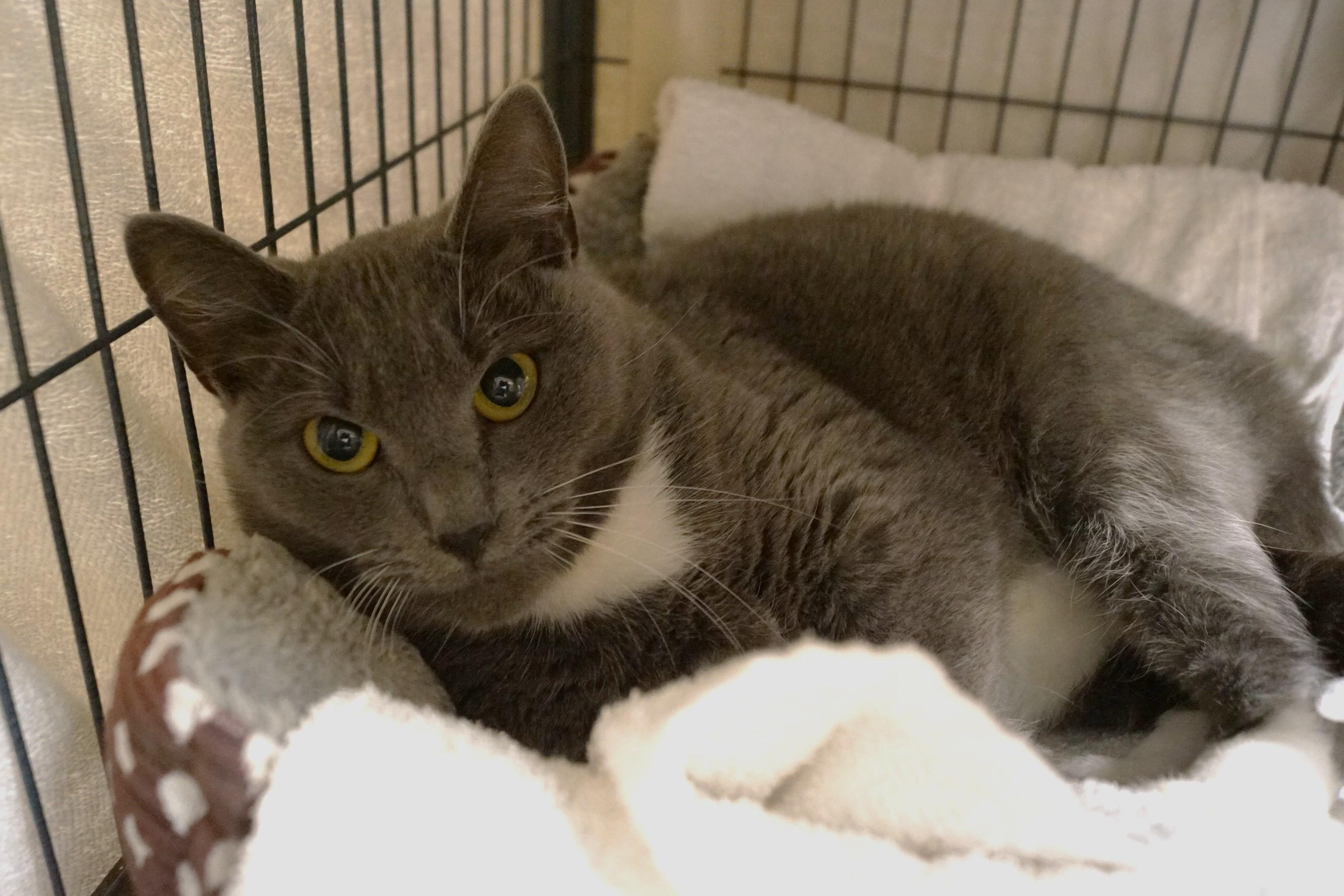 Enlarge Estrella, a Adoptable Domestic Short Hair in New Milford, CT image 2/6