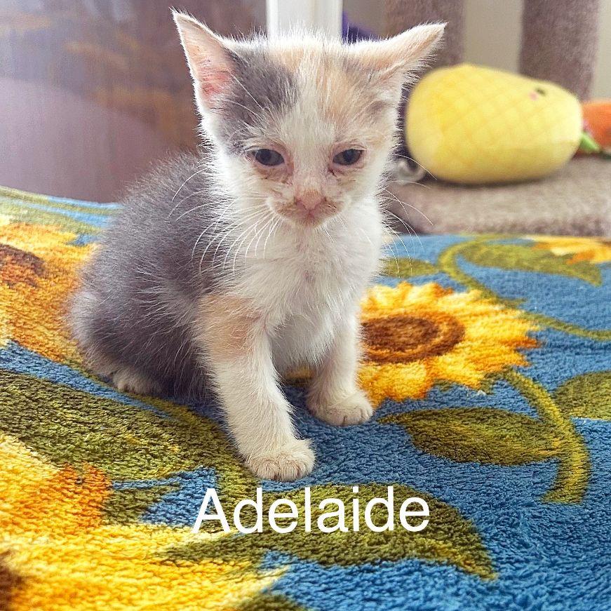 Adelaide