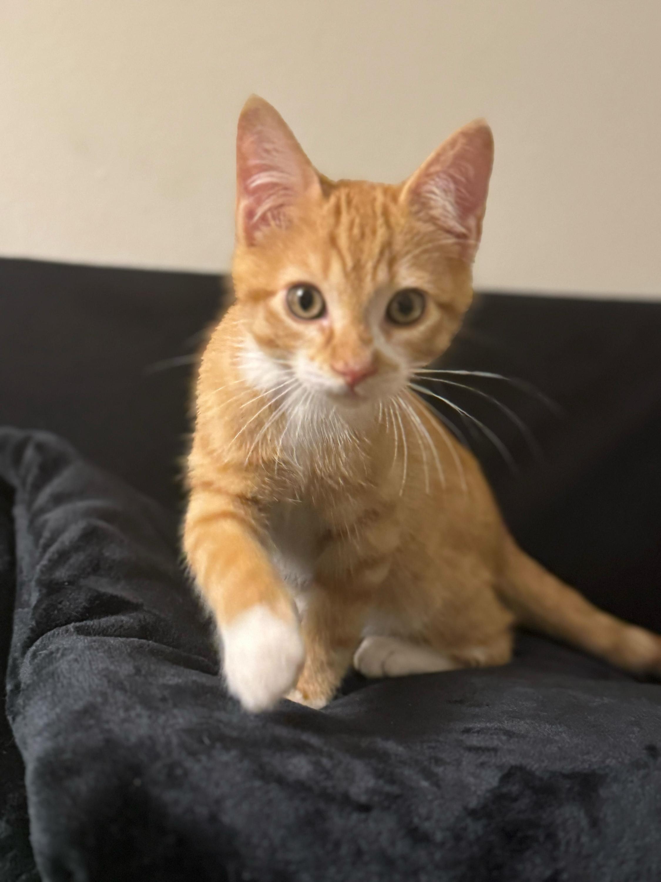 Gino And Snooki thumbnail 2