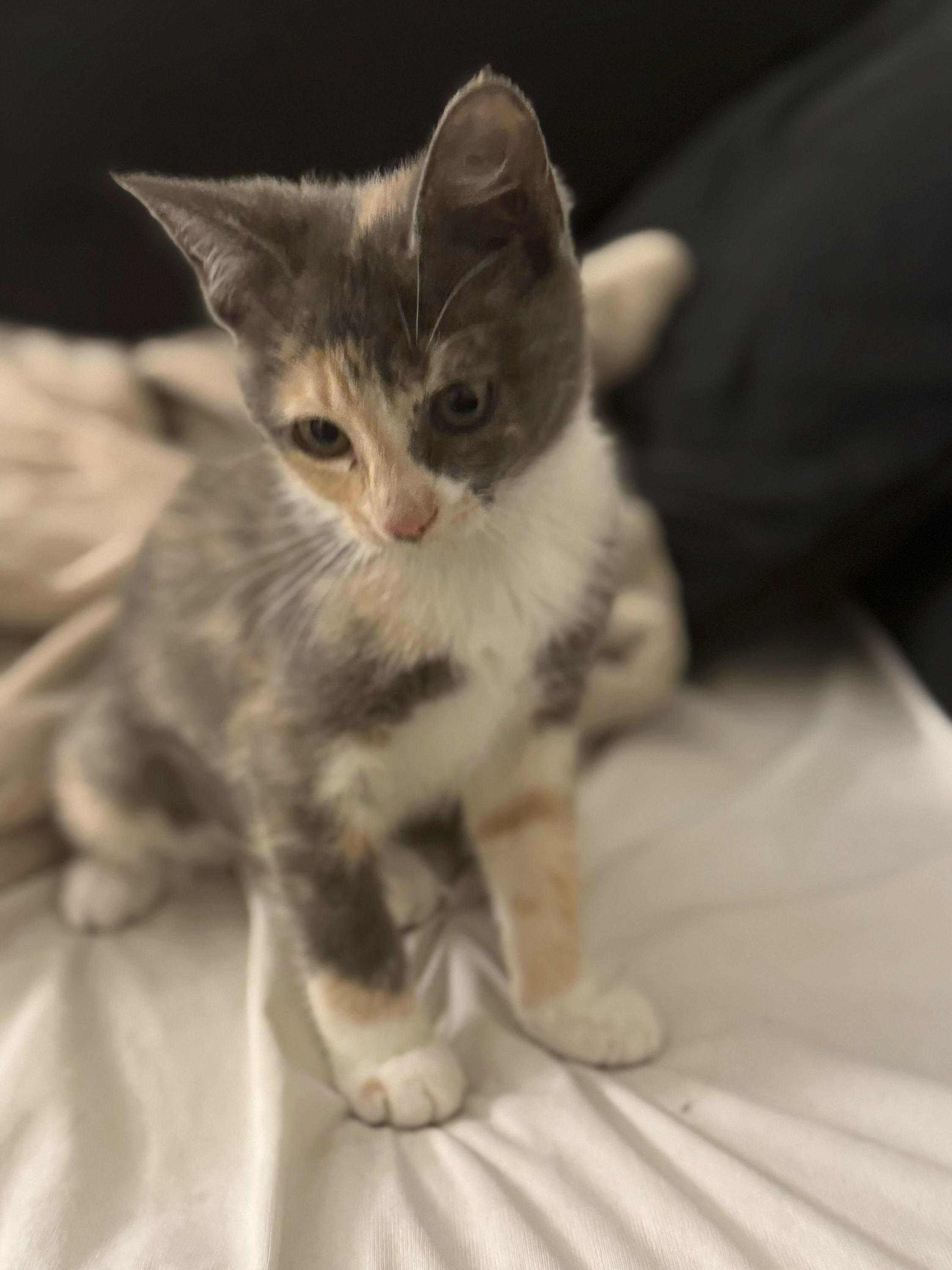 Gino And Snooki thumbnail 3