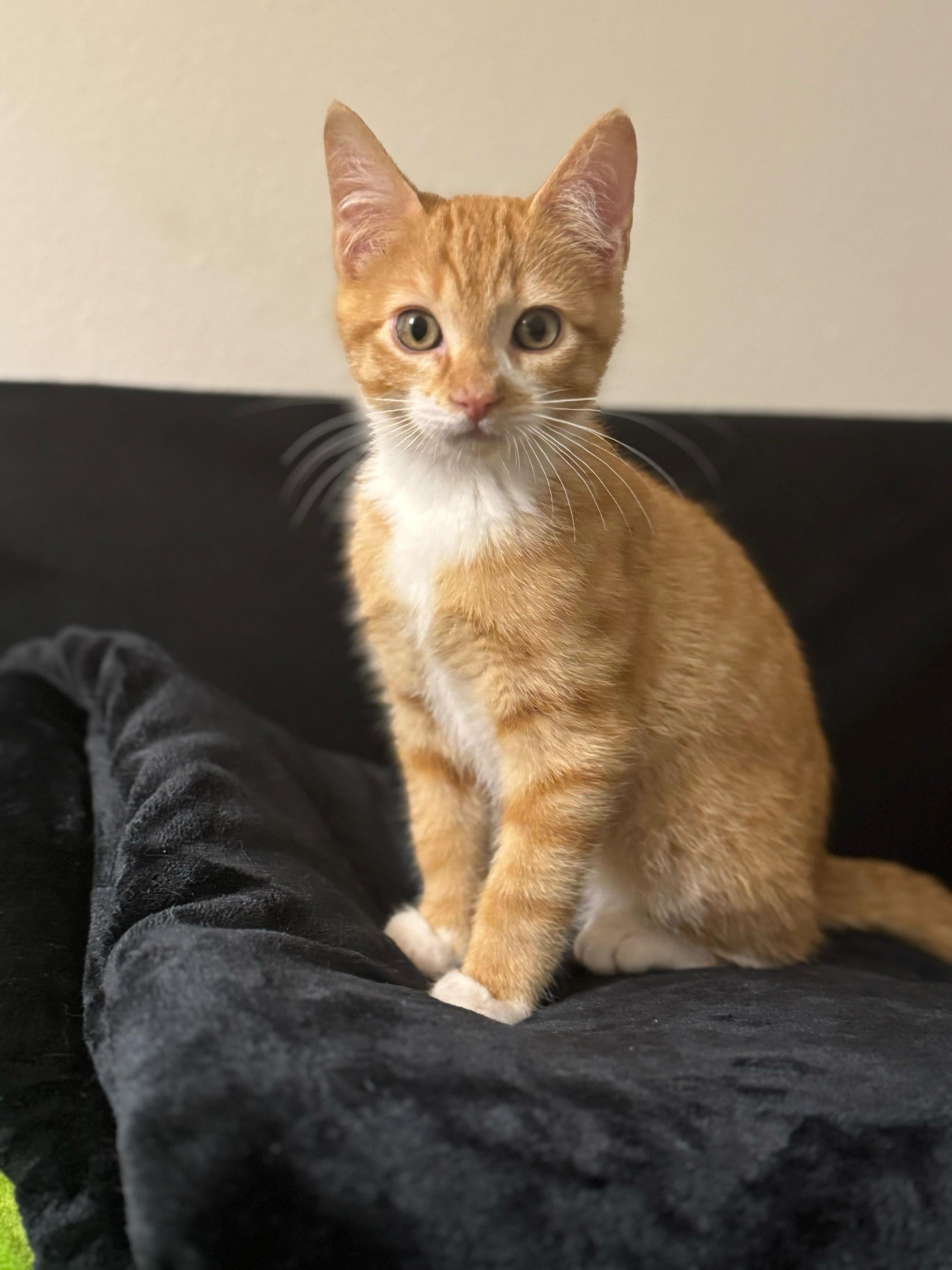 Gino And Snooki photo 1