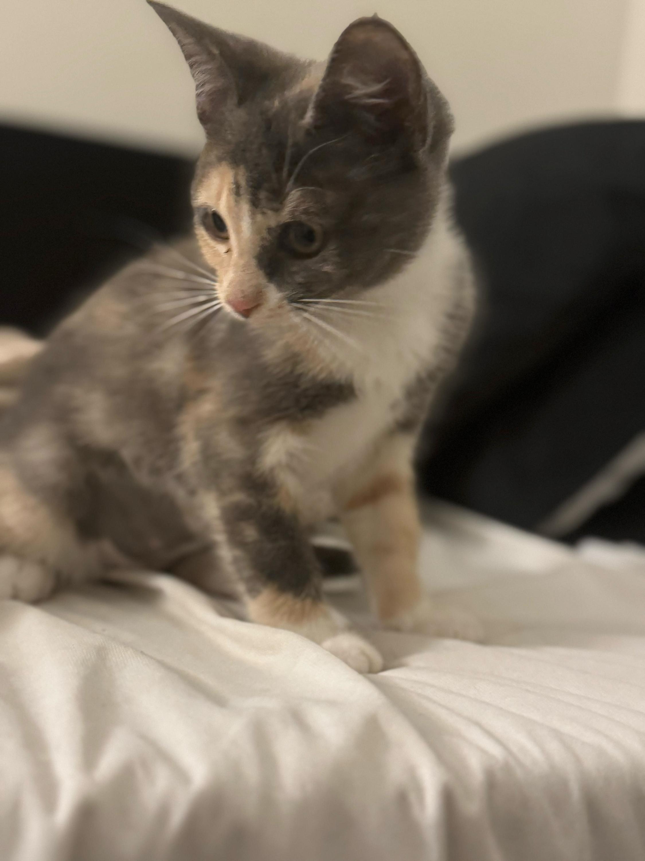 Gino And Snooki thumbnail 4