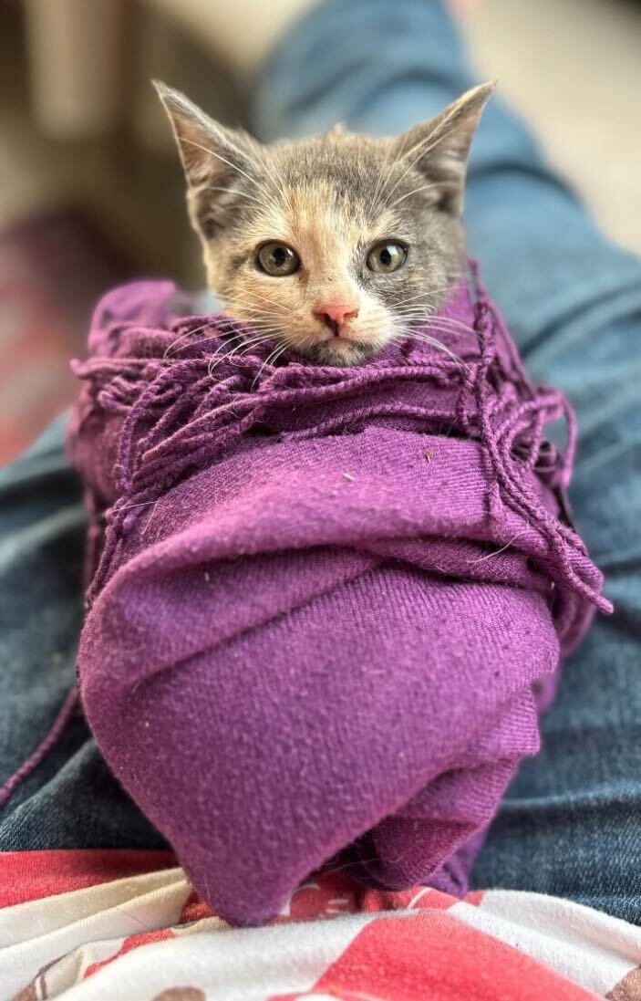 Gino And Snooki thumbnail 5