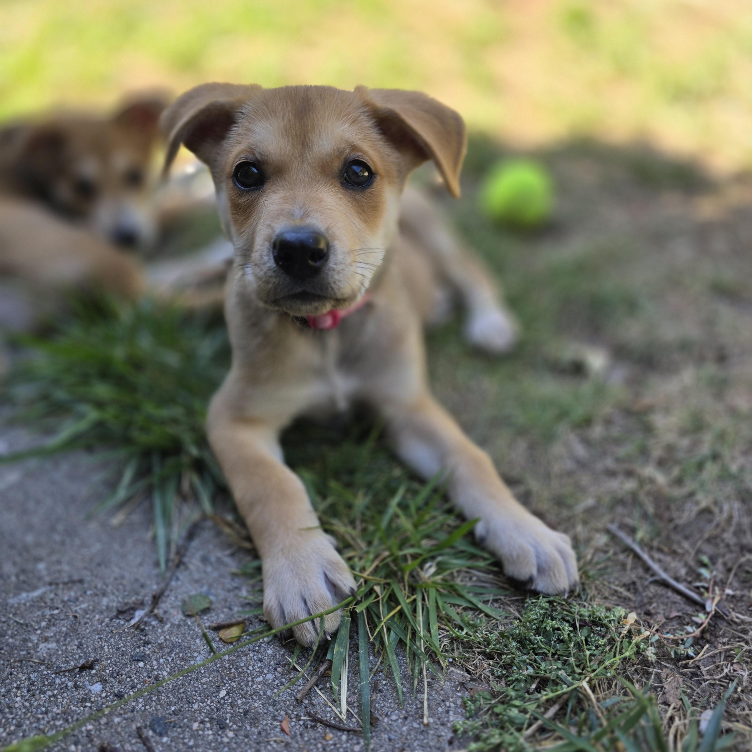 Enlarge Cambria and Meredith, a ADOPTABLE mixed breed in Santa Barbara, CA image 2/6