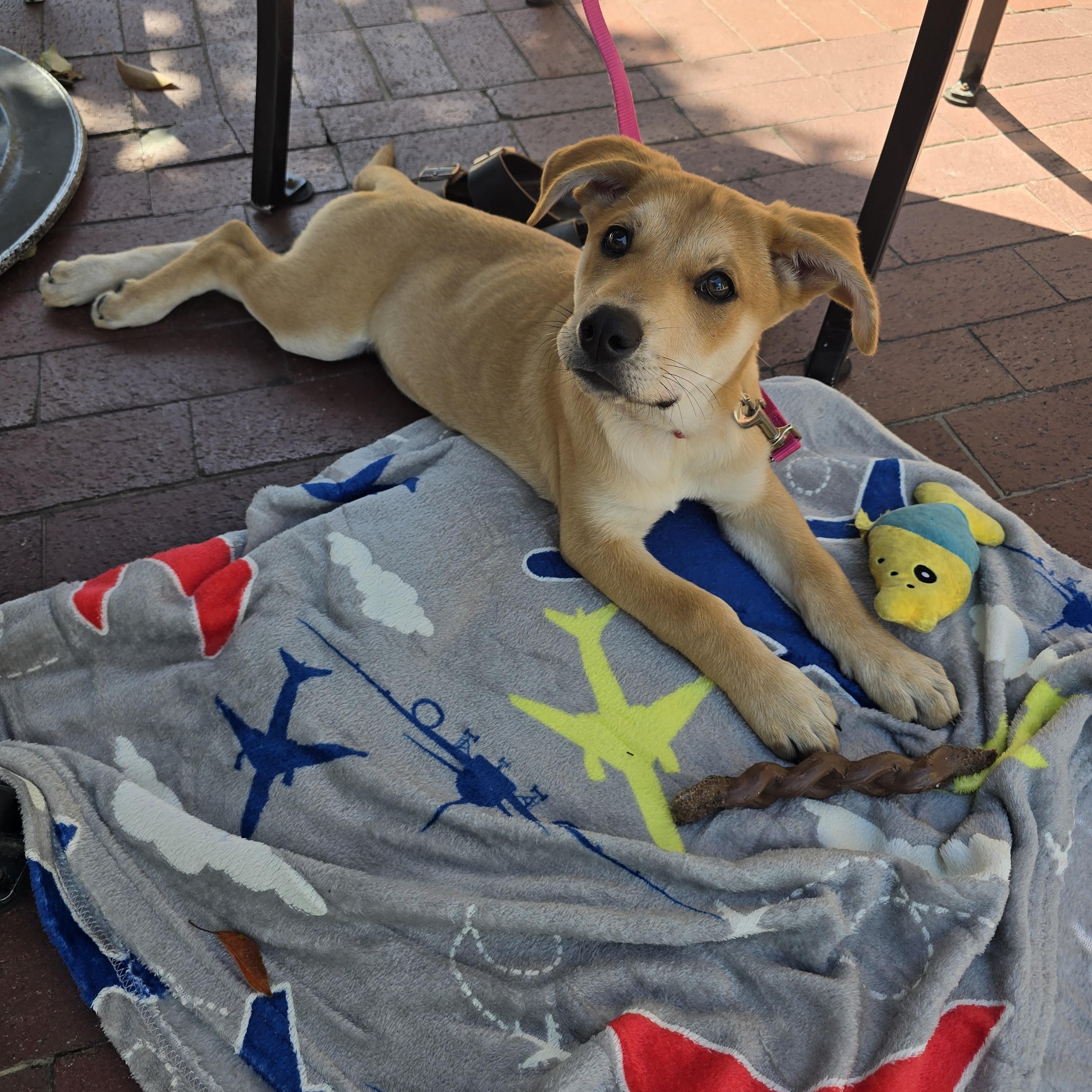 Cambria, an adopted mixed breed in Santa Barbara, CA image 2/6