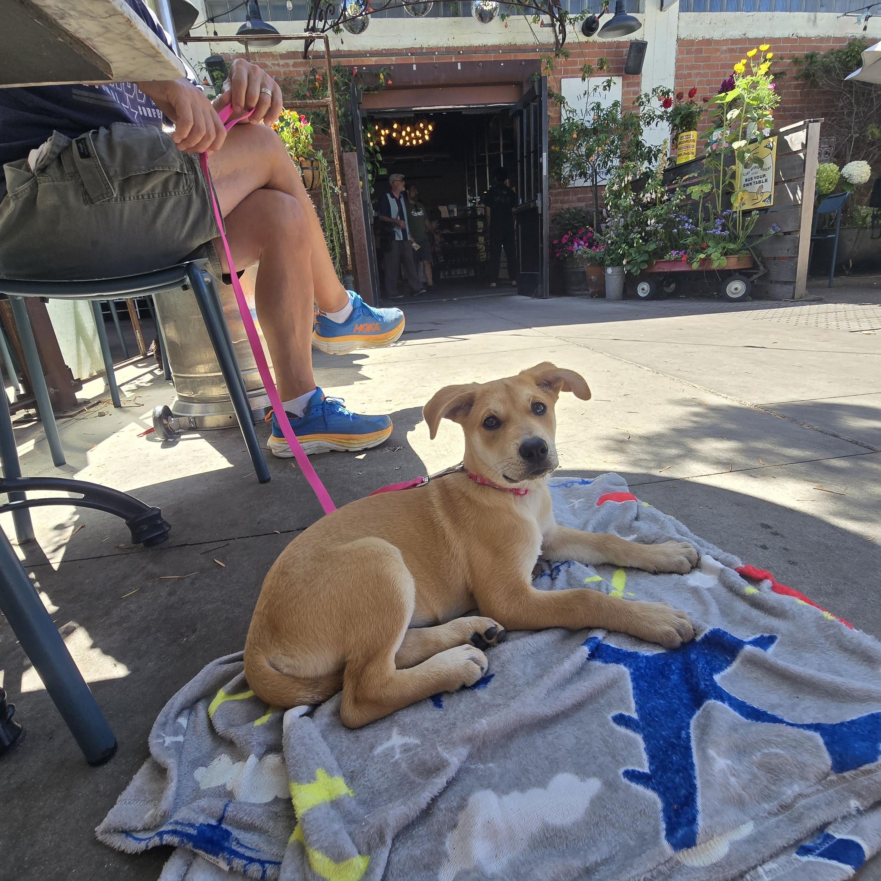 Cambria, an adopted mixed breed in Santa Barbara, CA image 4/6
