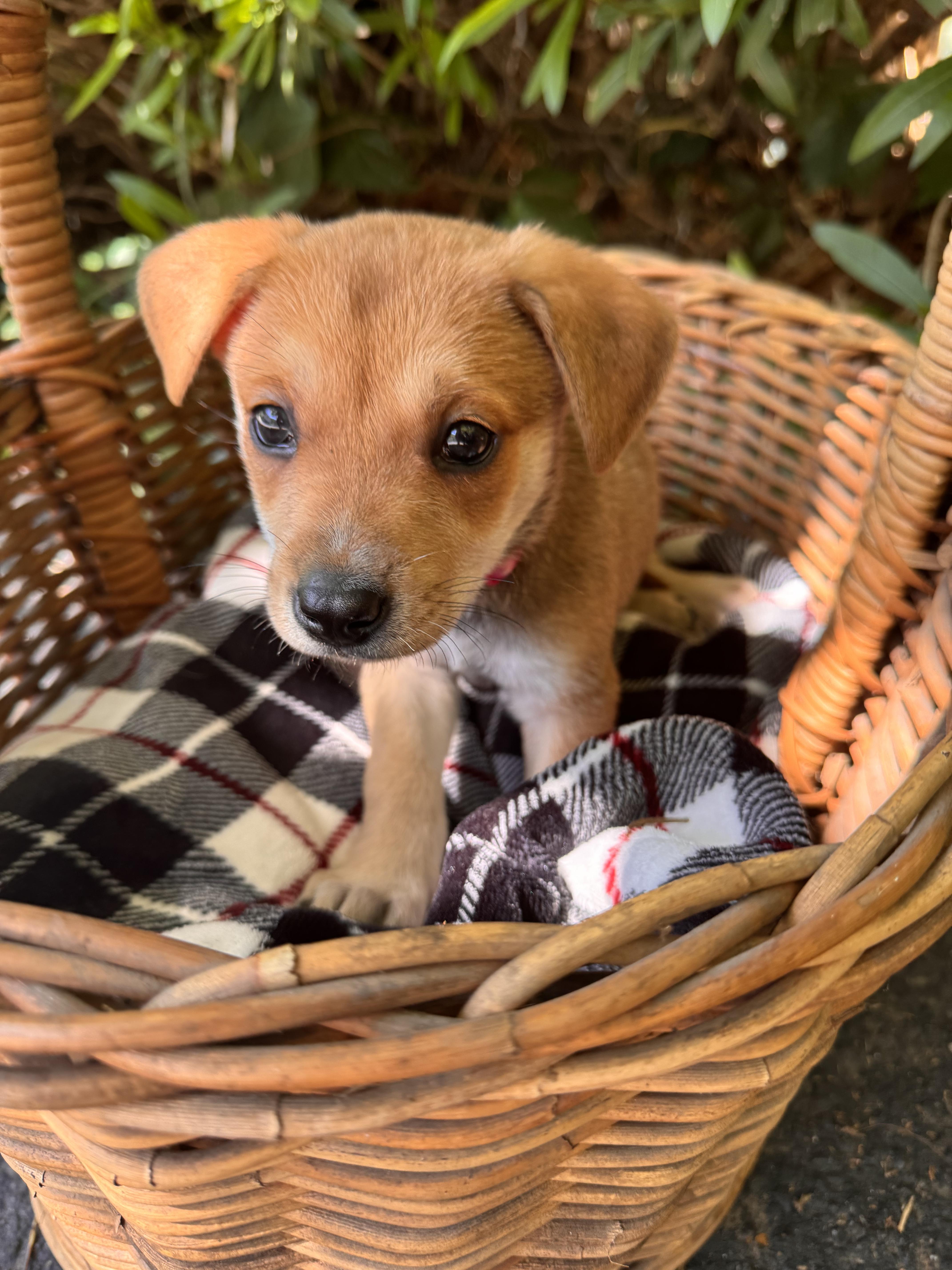 Cambria and Meredith, ADOPTABLE, Puppy Female German Shepherd Dog.