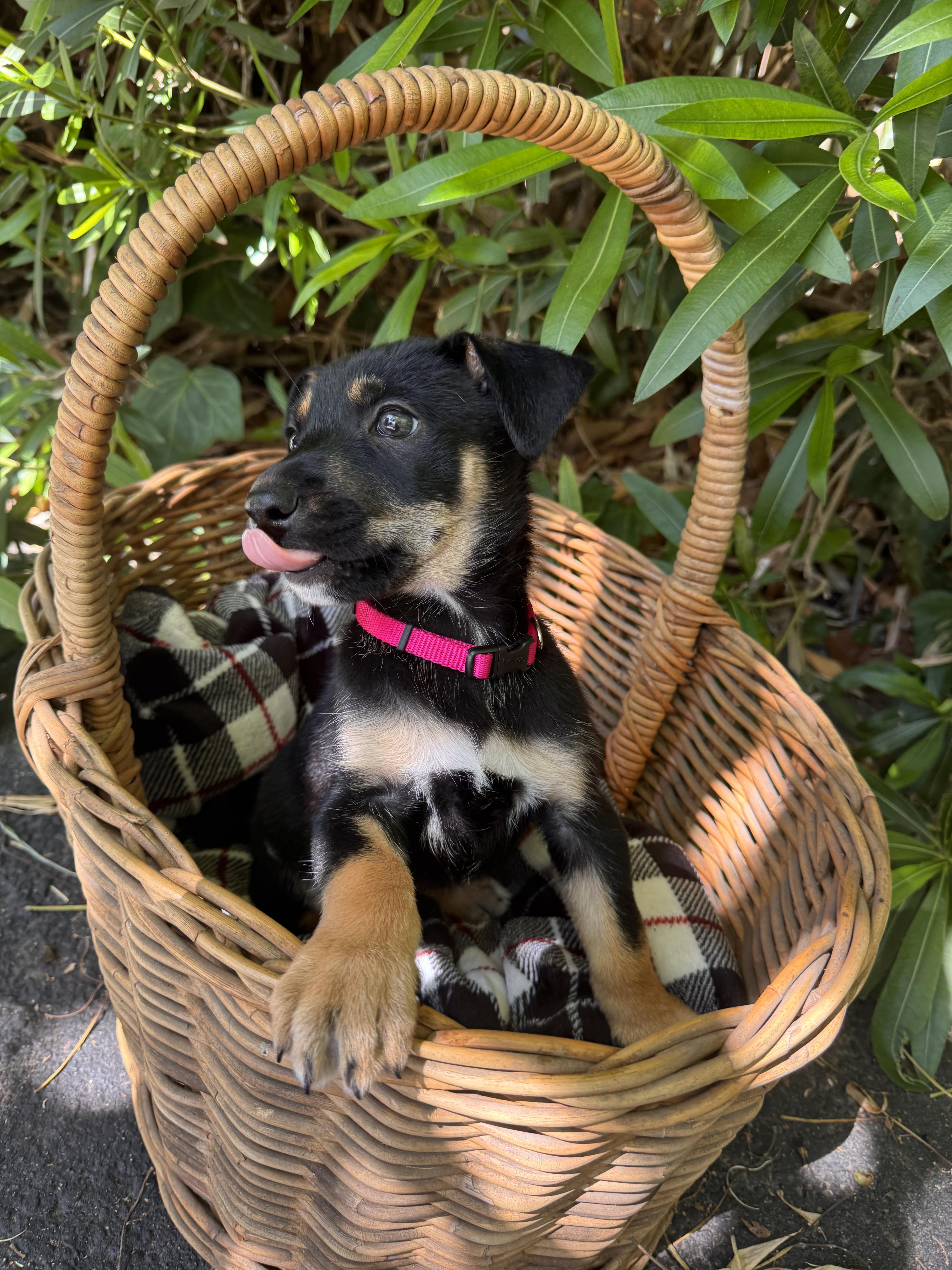 Enlarge Cambria and Meredith, a ADOPTABLE mixed breed in Santa Barbara, CA image 3/6