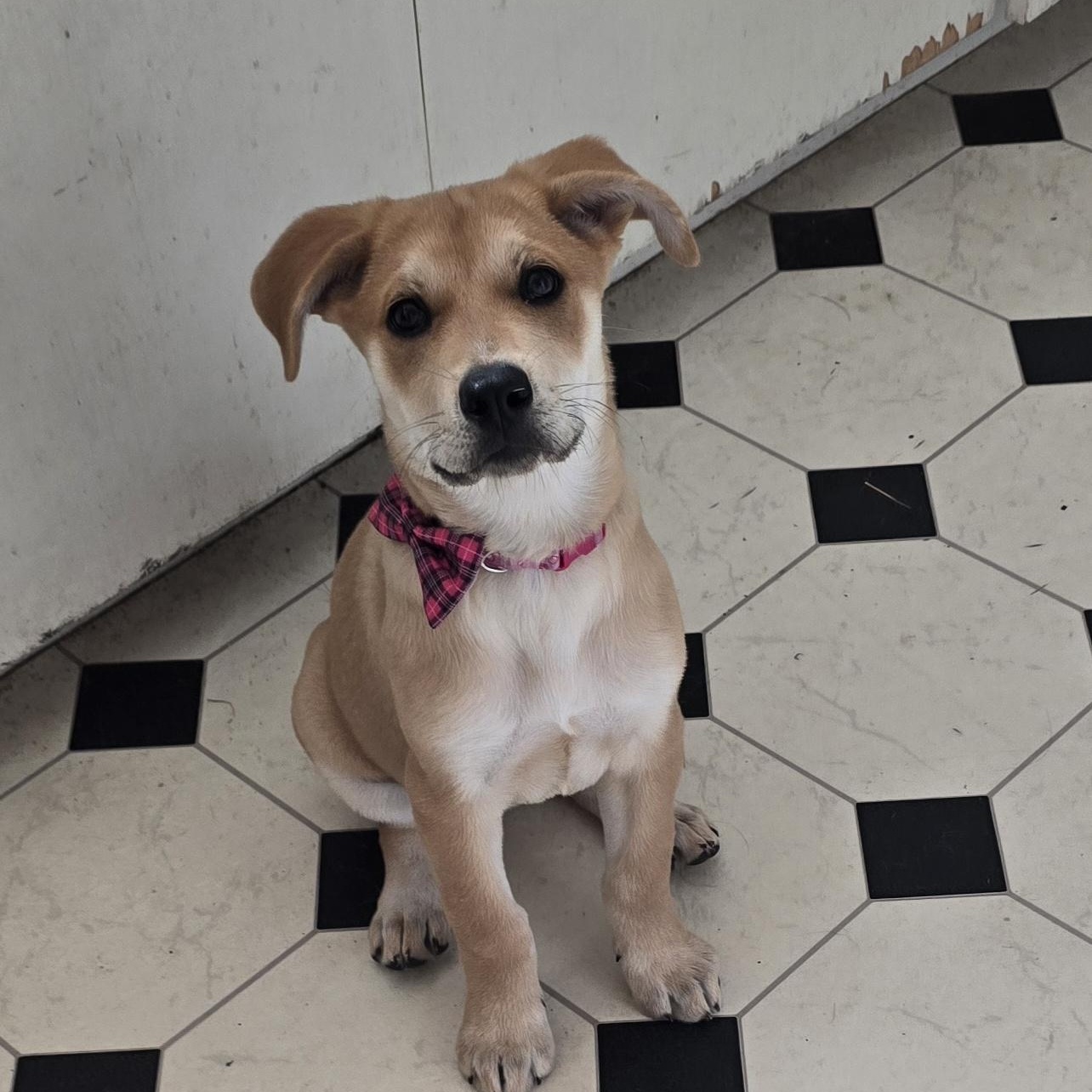 Cambria, adopted, Puppy Female German Shepherd Dog.