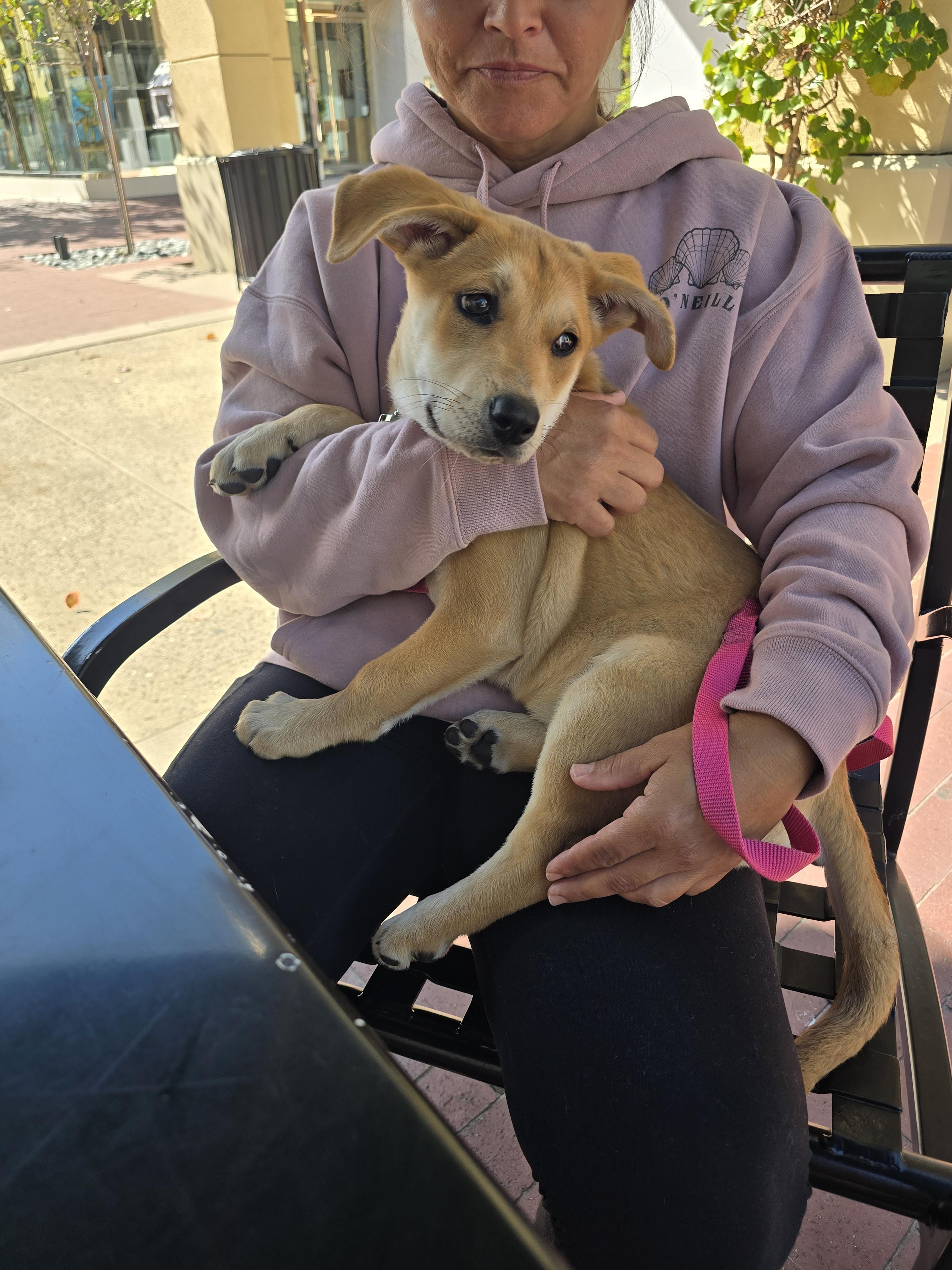 Cambria, an adopted mixed breed in Santa Barbara, CA image 5/6