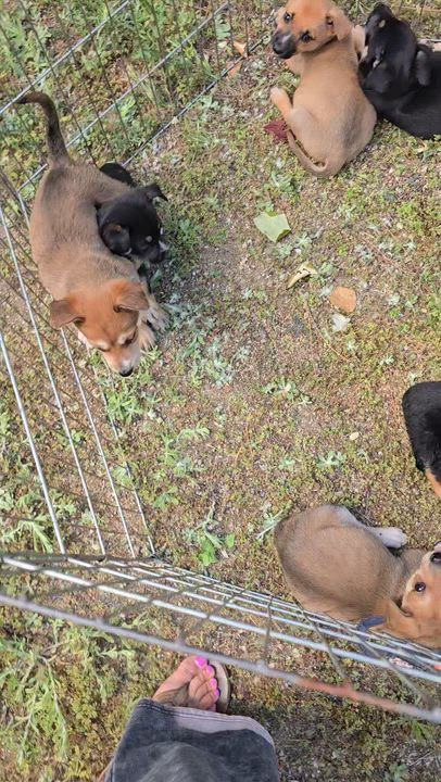 Enlarge Cambria and Meredith, a ADOPTABLE mixed breed in Santa Barbara, CA video 5/6