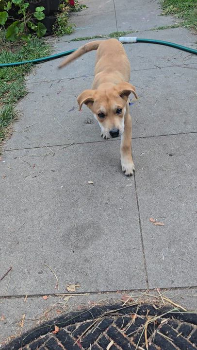 Enlarge Cambria, an adopted mixed breed in Santa Barbara, CA video 3/6