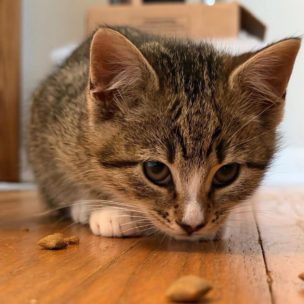 Enlarge Fawn, a Adoptable Domestic Short Hair in Bel Air, MD image 1/6