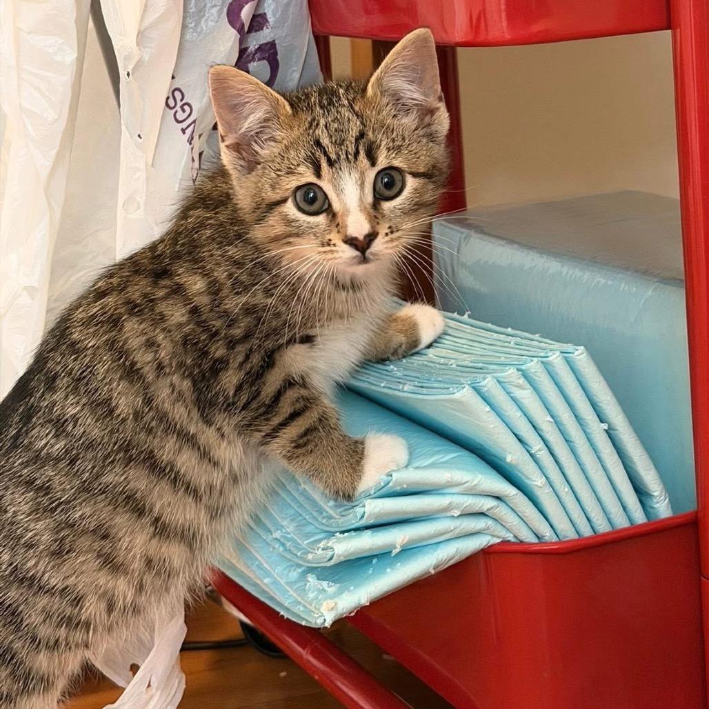 Enlarge Fawn, a Adoptable Domestic Short Hair in Bel Air, MD image 2/6