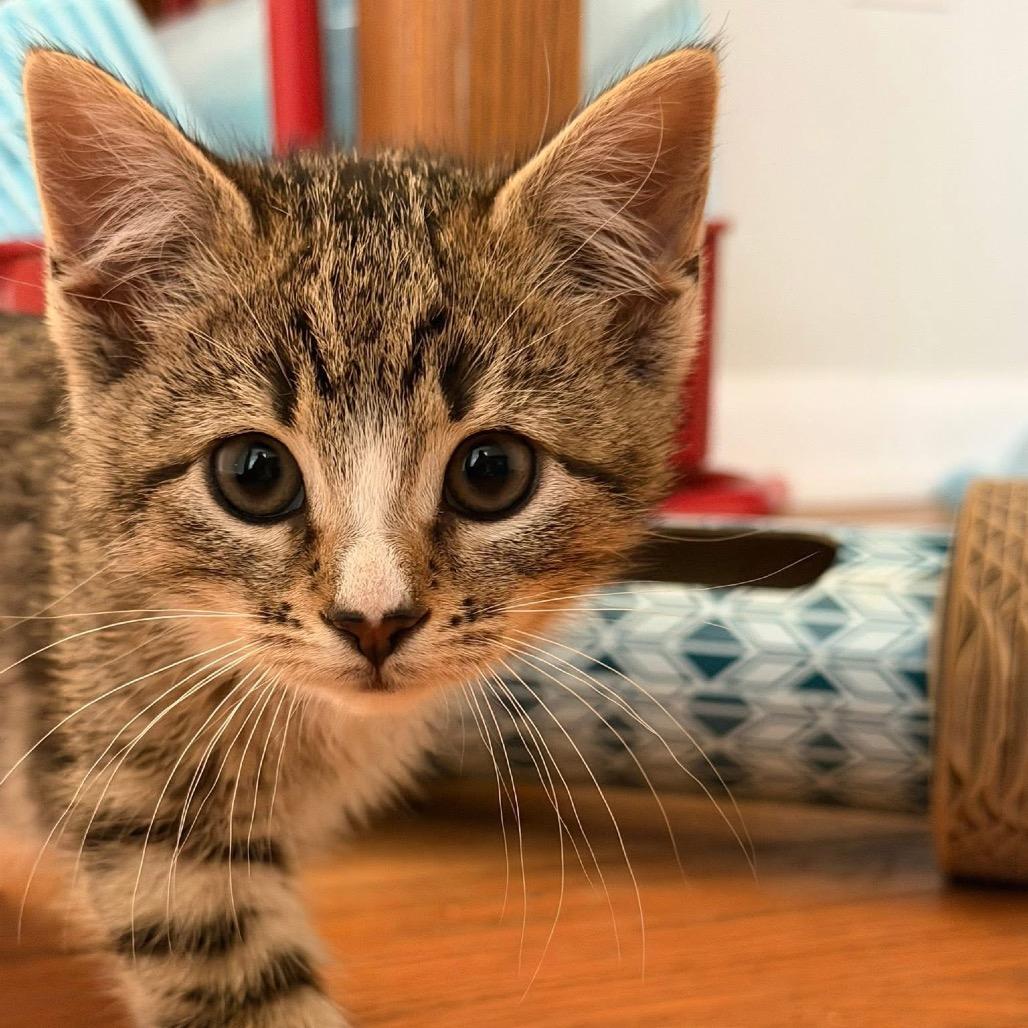 Enlarge Fawn, a Adoptable Domestic Short Hair in Bel Air, MD image 3/6