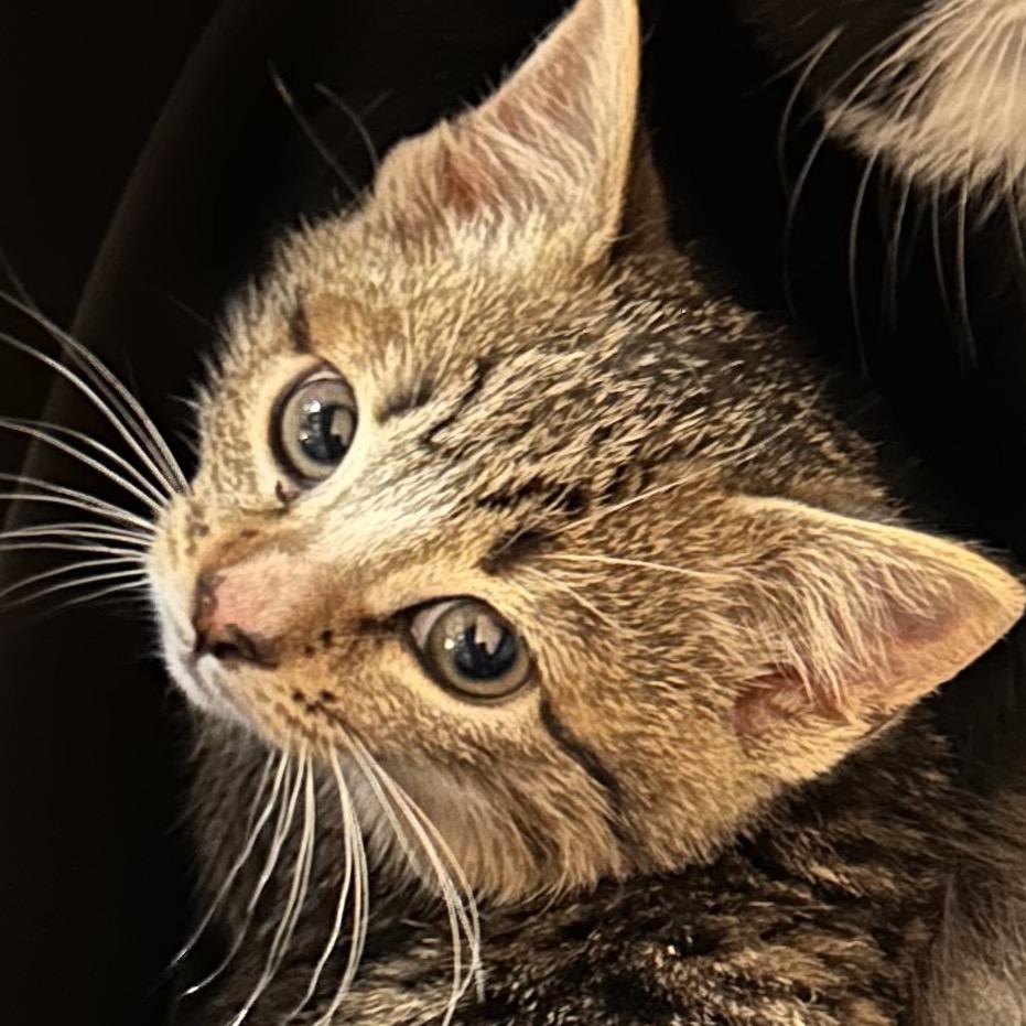 Enlarge Fawn, a Adoptable Domestic Short Hair in Bel Air, MD image 4/6