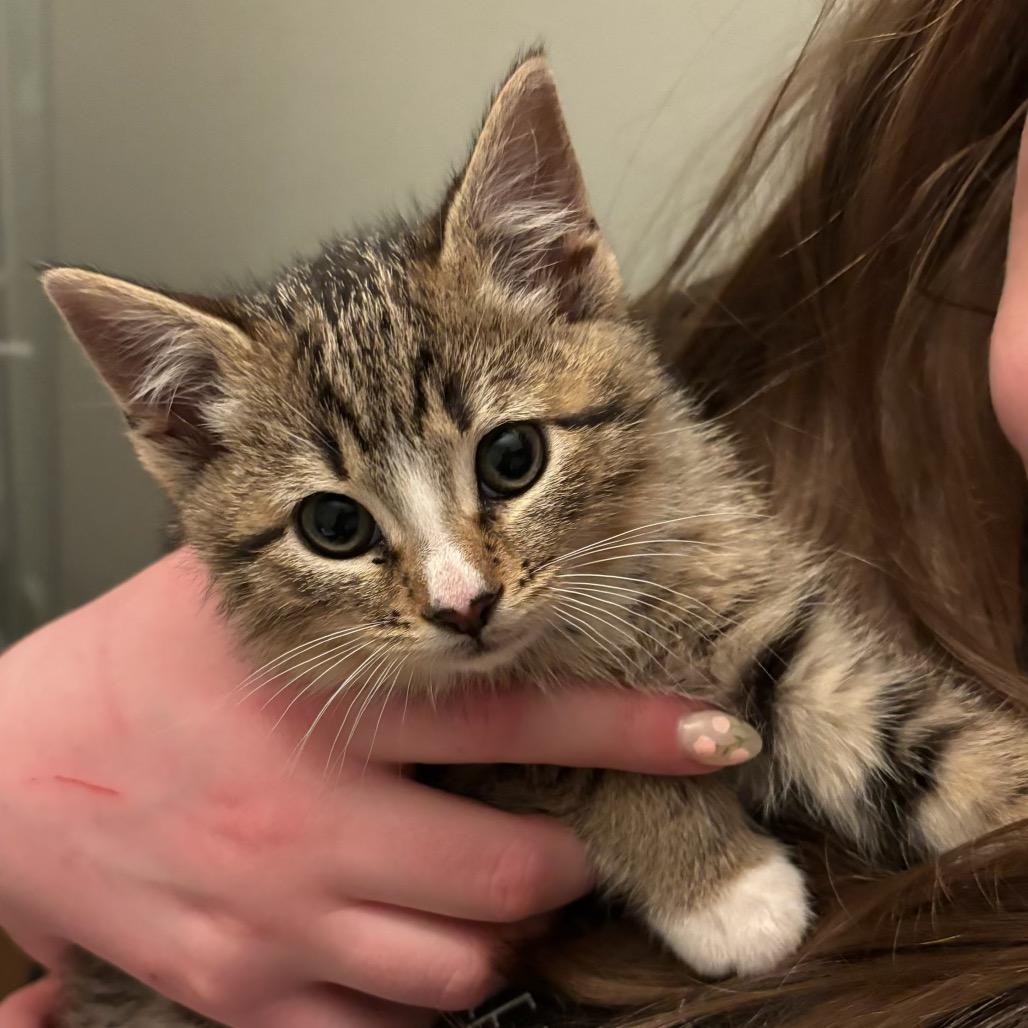 Enlarge Fawn, a Adoptable Domestic Short Hair in Bel Air, MD image 5/6