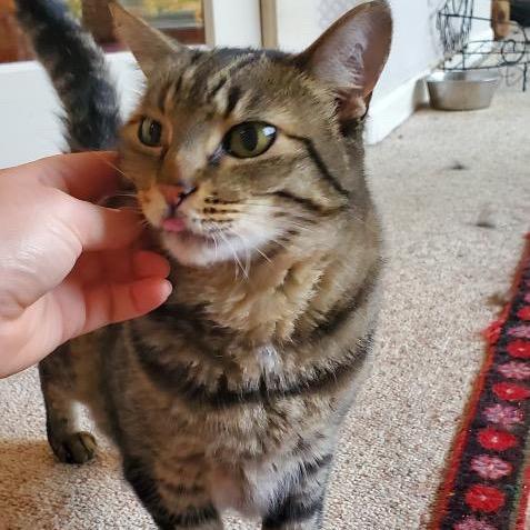 Jerry, Adoptable, Senior Male Domestic Medium Hair.