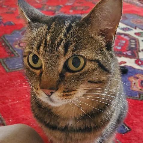 Jerry, a Adoptable Domestic Medium Hair in Morgan Hill, CA image 3/3