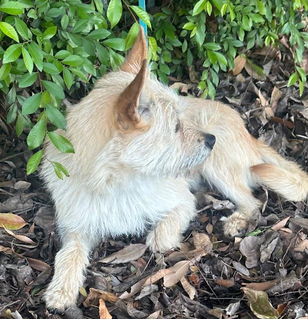 Enlarge BRENDA, a ADOPTABLE mixed breed in Bell Gardens, CA image 3/6