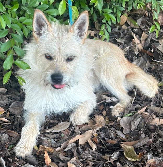 Enlarge BRENDA, a ADOPTABLE mixed breed in Bell Gardens, CA image 4/6