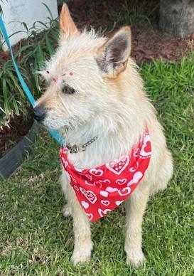 BRENDA, ADOPTABLE, Young Female Cairn Terrier.