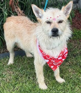 Enlarge BRENDA, a ADOPTABLE mixed breed in Bell Gardens, CA image 2/6