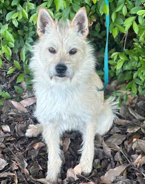 Enlarge BRENDA, a ADOPTABLE mixed breed in Bell Gardens, CA image 4/6