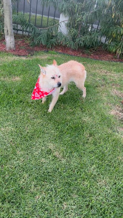 Enlarge BRENDA, a ADOPTABLE mixed breed in Bell Gardens, CA video 6/6