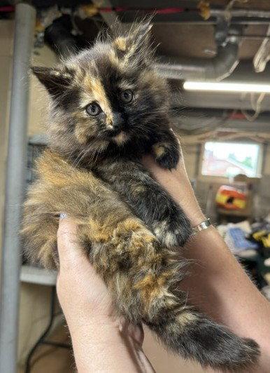 Enlarge Roxie, a Adopted mixed breed in Apollo, PA image 1/1