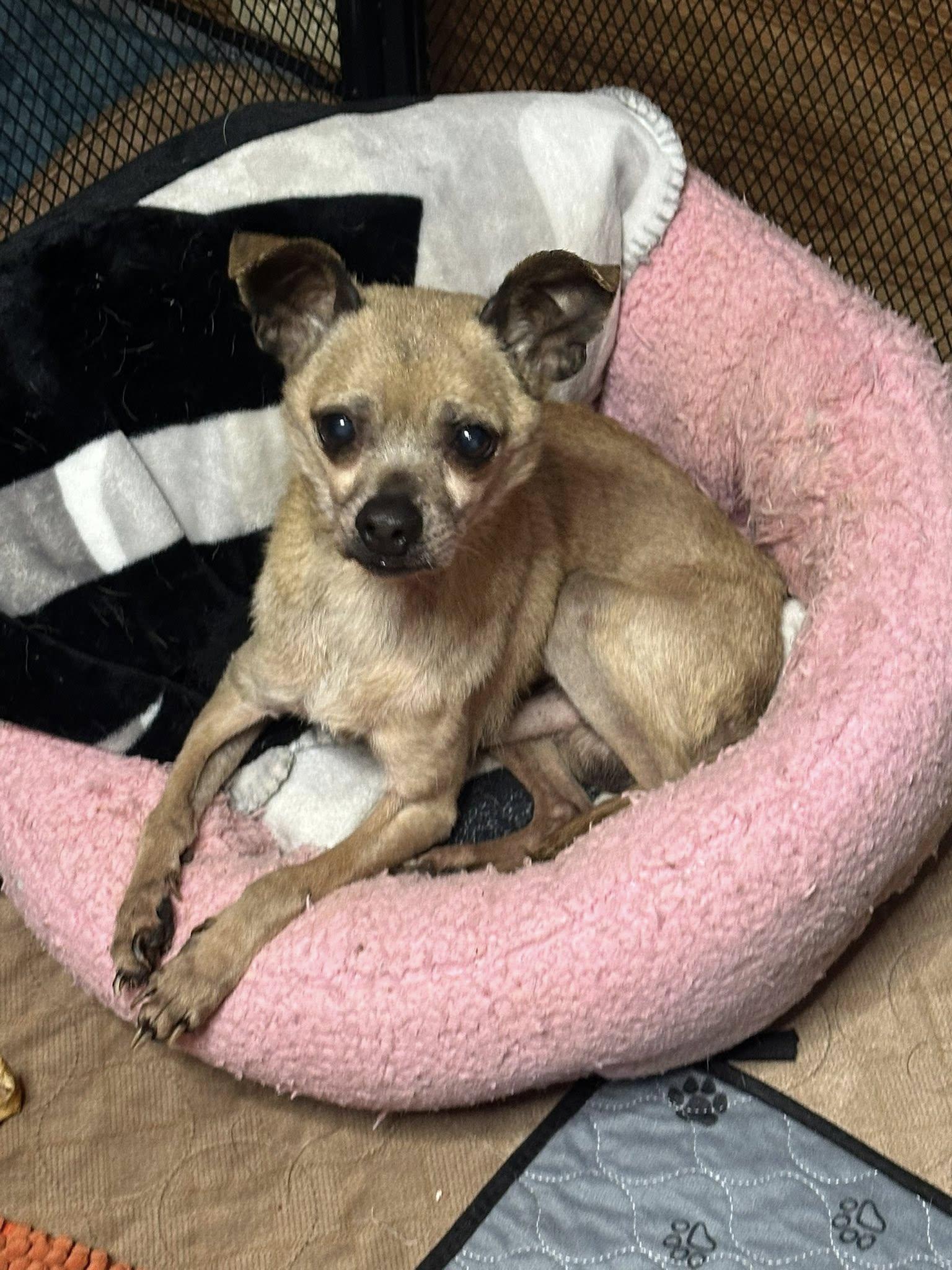 Enlarge Crabby, a Adoptable mixed breed in Union Beach, NJ image 2/2