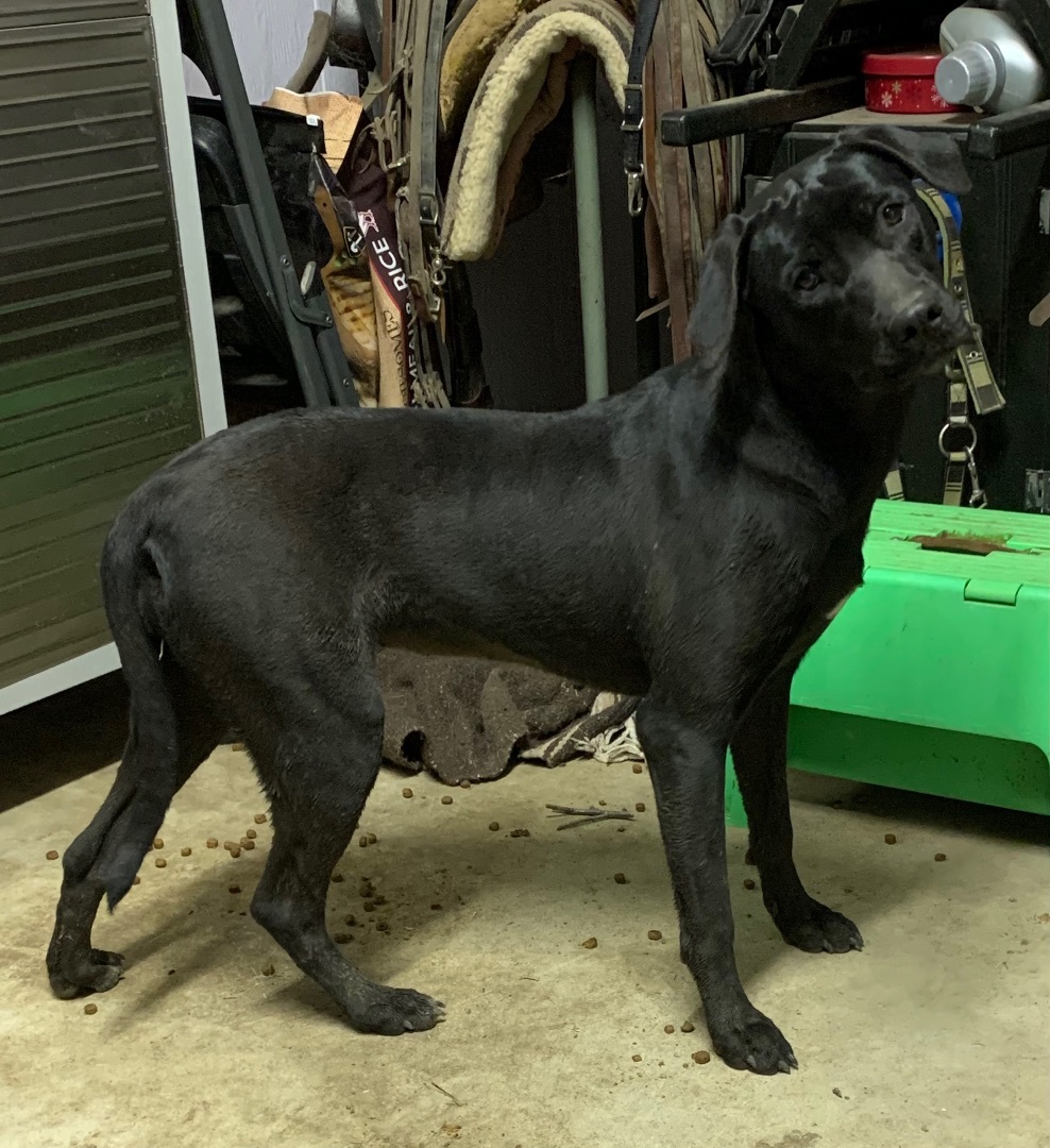 Tiny dancer, Adoptable, Puppy Female Chocolate Labrador Retriever.