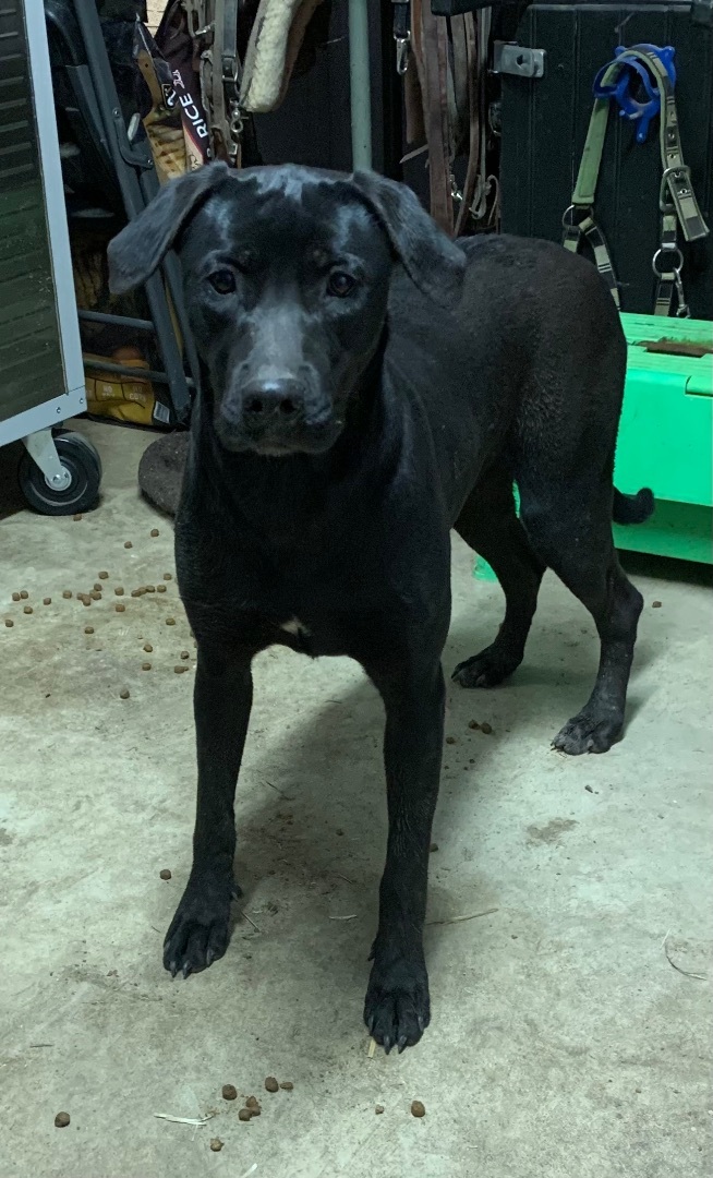 Enlarge Tiny dancer, a Adoptable mixed breed in Anna, TX image 2/12