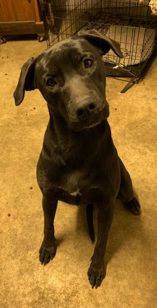 Enlarge Tiny dancer, a Adoptable mixed breed in Anna, TX image 3/12